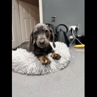 Dachshund (Smooth Haired)
