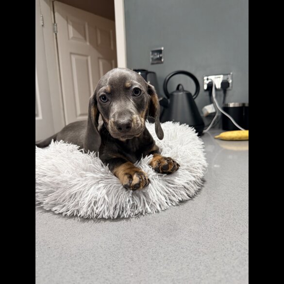 Dachshund (Smooth Haired)