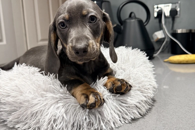 Dachshund (Smooth Haired)
