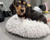 Dachshund (Smooth Haired)