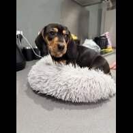 Dachshund (Smooth Haired)