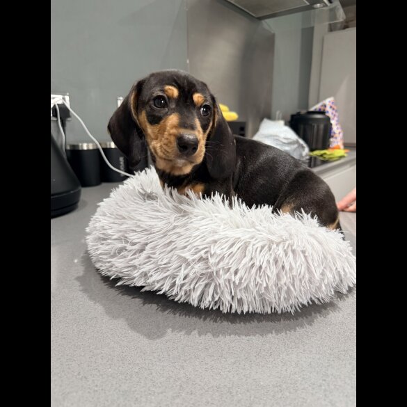 Dachshund (Smooth Haired)