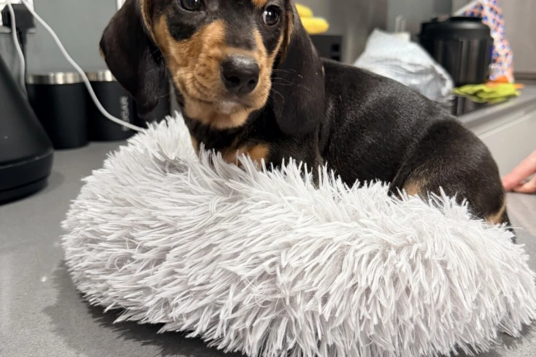 Dachshund (Smooth Haired)
