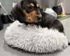 Dachshund (Smooth Haired)