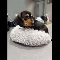 Dachshund (Smooth Haired)