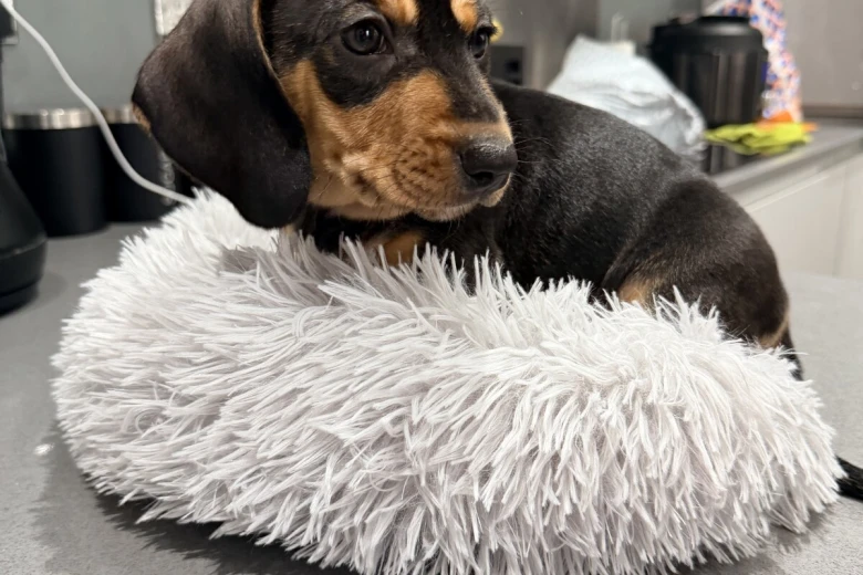 Dachshund (Smooth Haired)