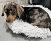Dachshund (Smooth Haired)