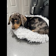 Dachshund (Smooth Haired)