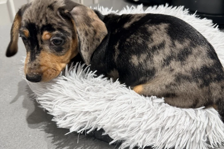 Dachshund (Smooth Haired)