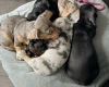 Dachshund (Smooth Haired)