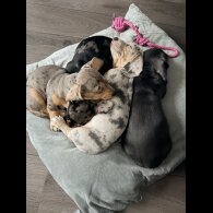 Dachshund (Smooth Haired)