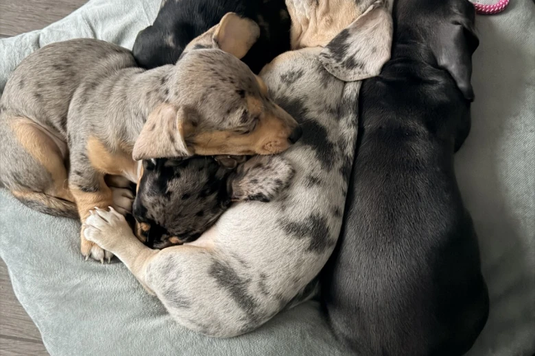Dachshund (Smooth Haired)
