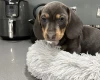 Dachshund (Smooth Haired)
