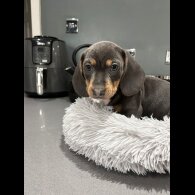 Dachshund (Smooth Haired)
