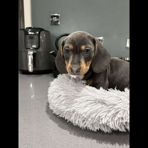 Dachshund (Smooth Haired)