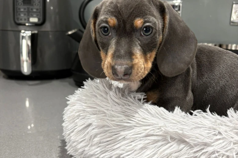 Dachshund (Smooth Haired)