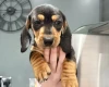 Dachshund (Smooth Haired)