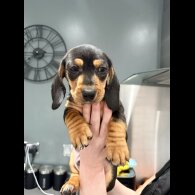 Dachshund (Smooth Haired)