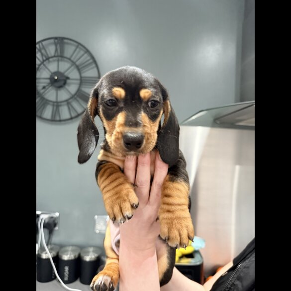 Dachshund (Smooth Haired)