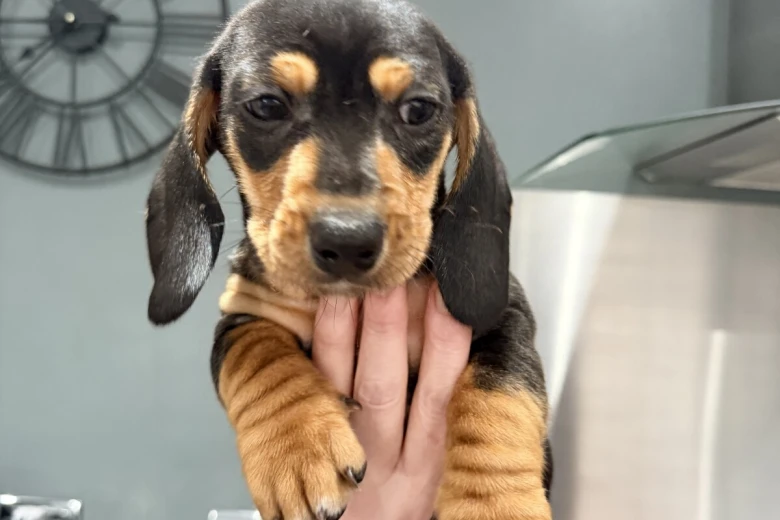 Dachshund (Smooth Haired)