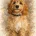 Cockapoo
