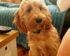 Cockapoo