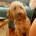 Cockapoo