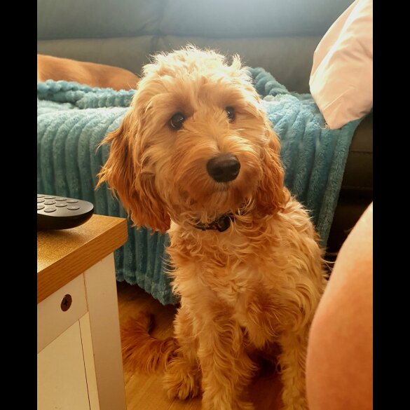 Cockapoo