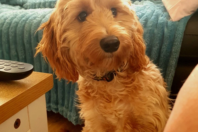 Cockapoo