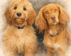 Cockapoo