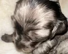 Cockapoo
