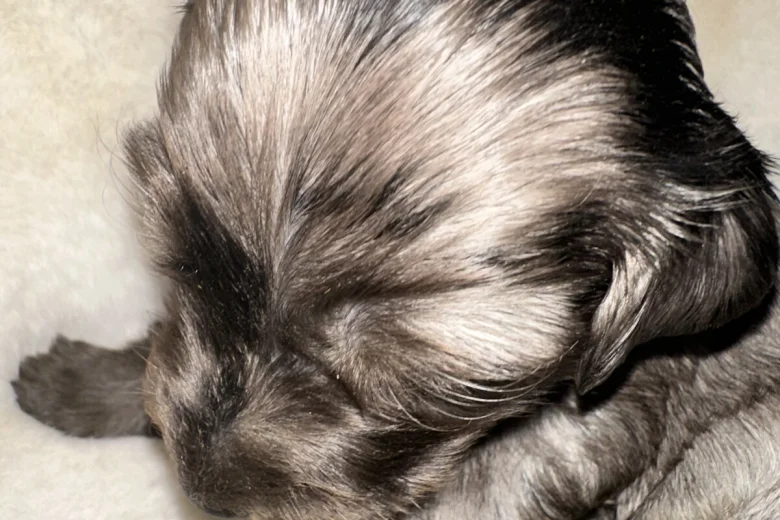 Cockapoo