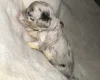 Cockapoo