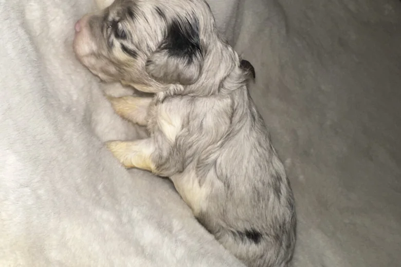 Cockapoo