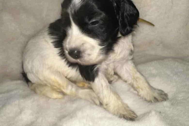 Cockapoo