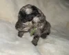 Cockapoo