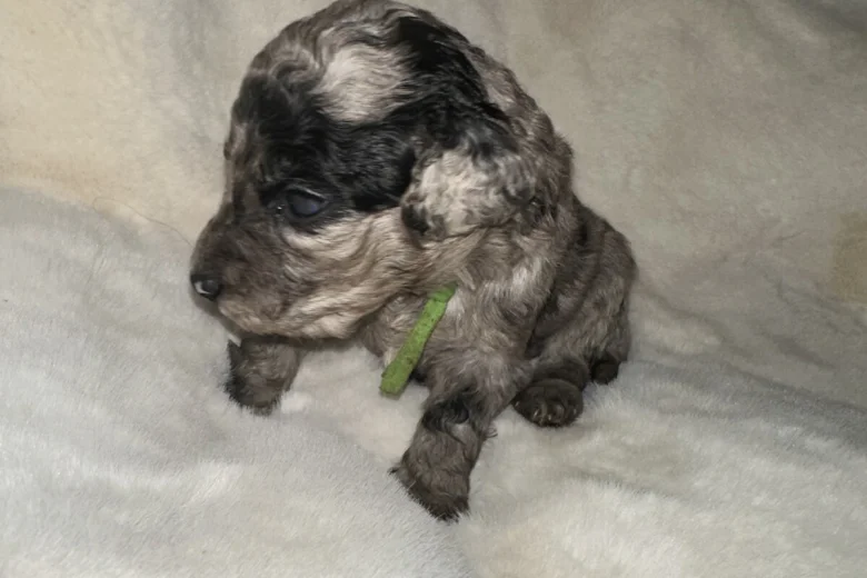 Cockapoo