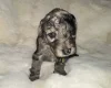 Cockapoo