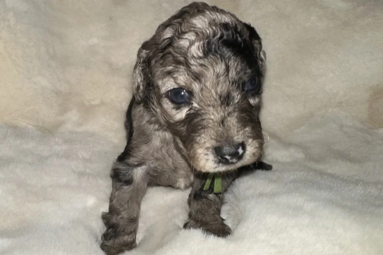 Cockapoo