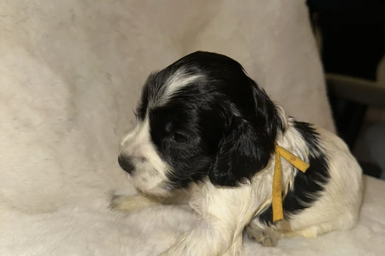 Cockapoo
