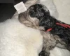 Cockapoo