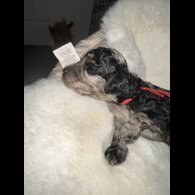 Cockapoo