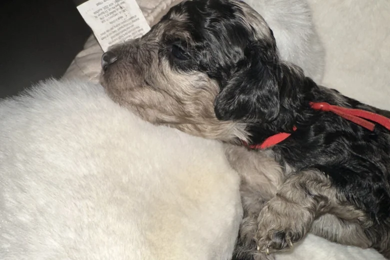 Cockapoo