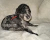 Cockapoo