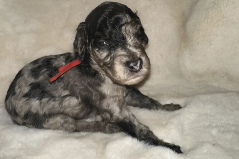 Cockapoo