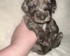 Cockapoo