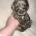 Cockapoo