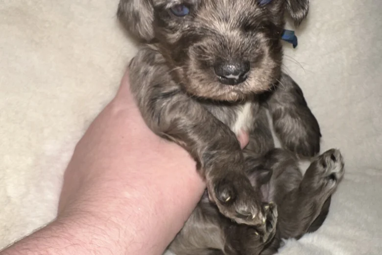 Cockapoo