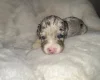 Cockapoo