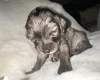 Cockapoo